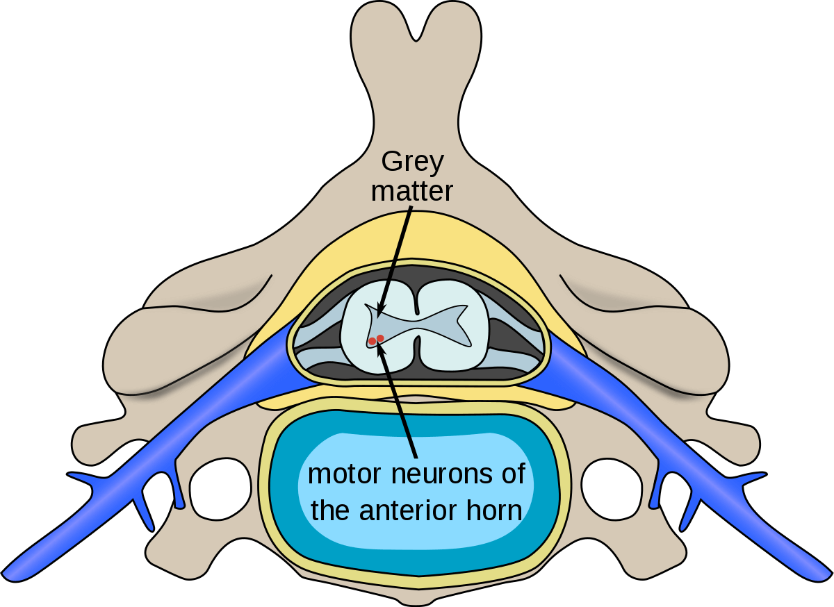Spinal diagram 2022